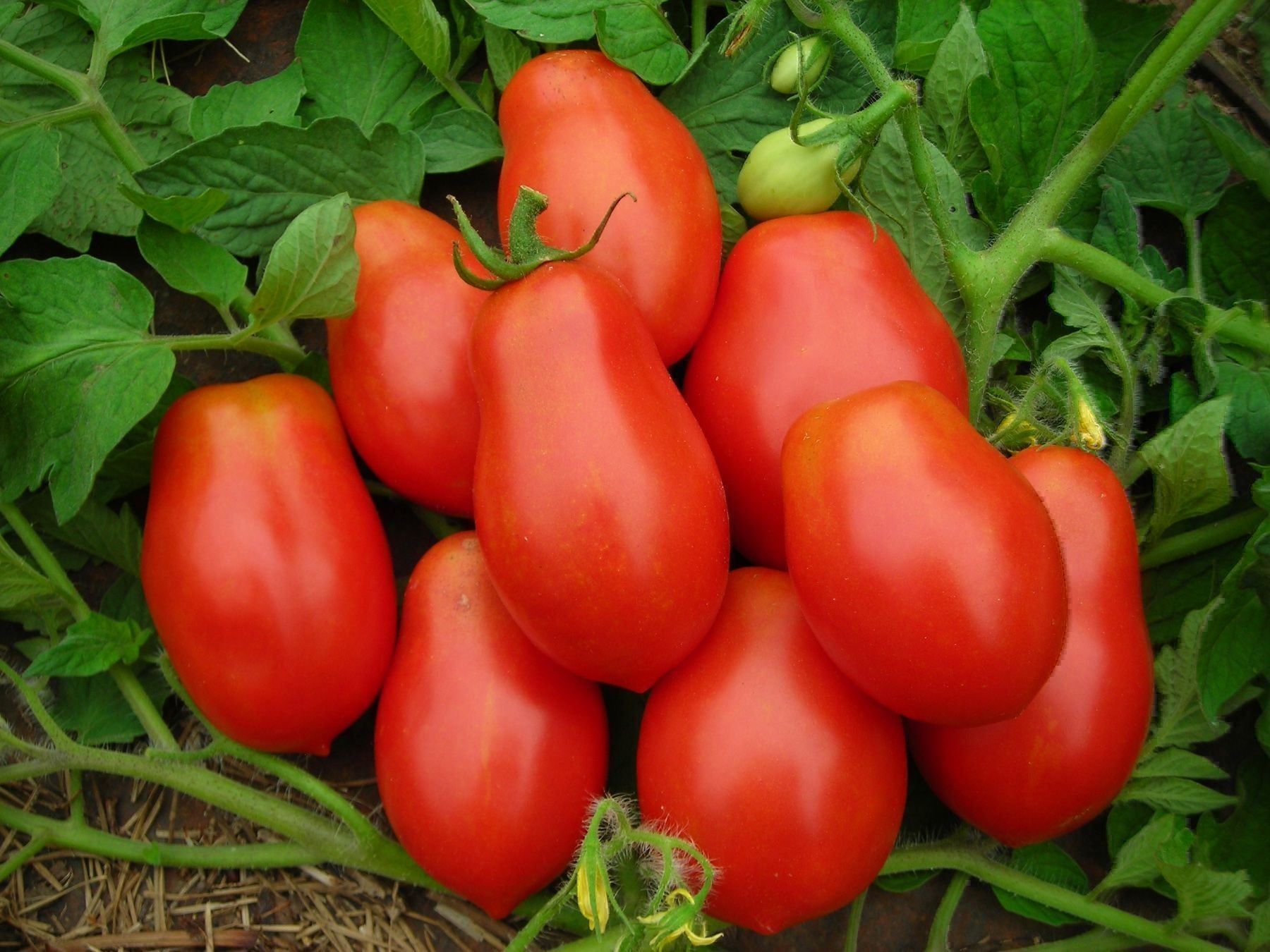 Pflanzen & Samen: 50 Samen ROMA Tomate Italienische Sorte – Neu (gemäss Beschreibung) aus Ehrendingen von VerveinaSamen 5