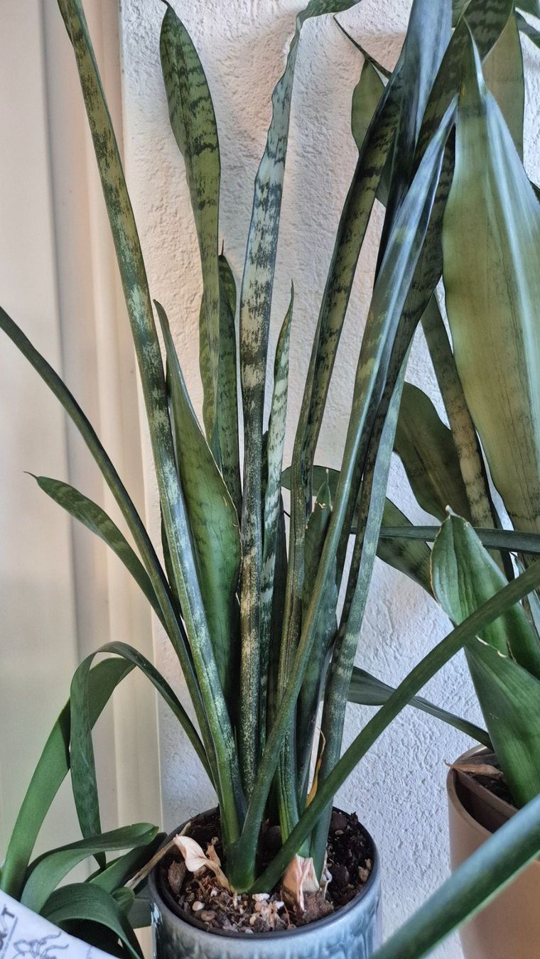 Pflanzen & Samen: 🌿Sansevieria🌿 – Neu (gemäss Beschreibung) aus Dürrenäsch von Tina_2023 4