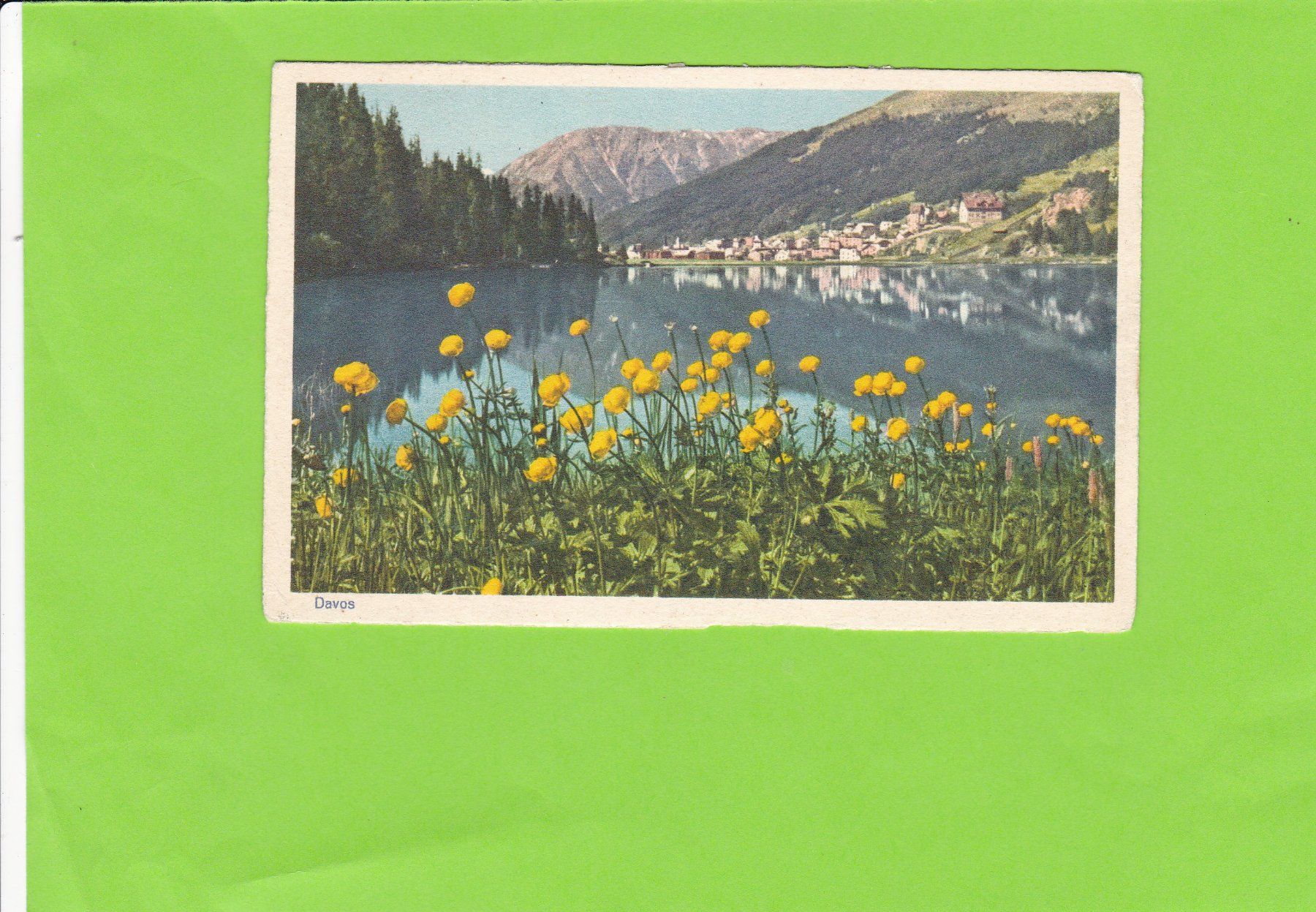 Cartes postales: Davos-Trollblumen – D'occasion à St. Peterzell par neckertal