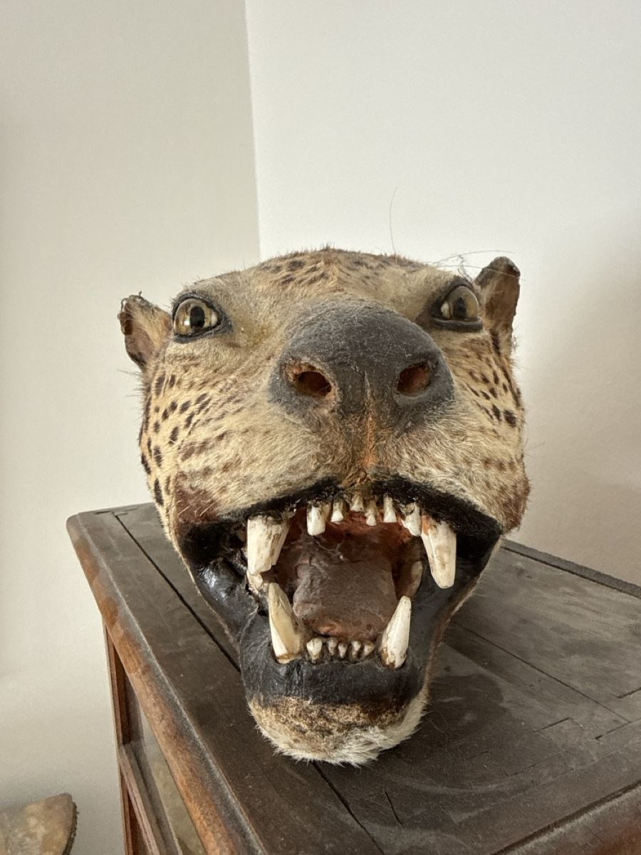 Welt der Tiere: Präparat Leopardenkopf – Gebraucht aus Basel von Ramses1179 1