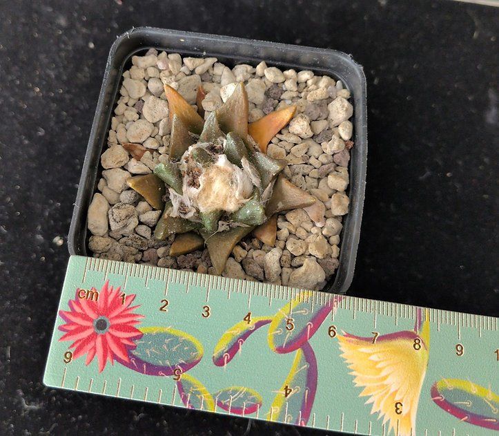 Plantes & graines: Ariocarpus scaphirostris – D'occasion à Vuisternens-Romont par Cold_cactus 1