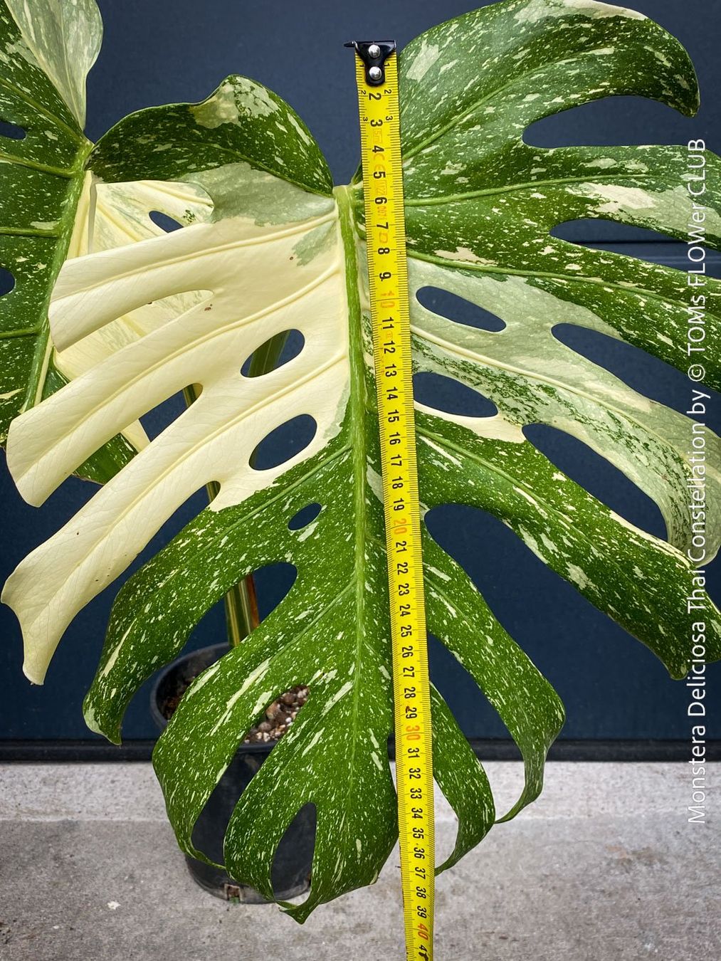 Piante & sementi: Monstera Deliciosa Thai Constellation - Kopfsteckling – Nuovo e nell'imballaggio originale da Adliswil venduto da astom369 6