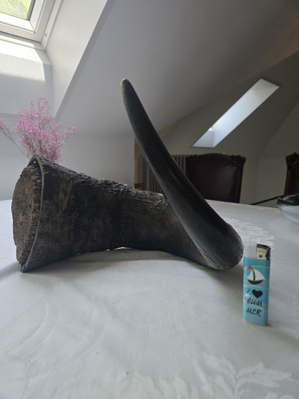 Il mondo degli animali: Animal Horn Natural Material – Usato da Bern venduto da Mr.Garcia300 4