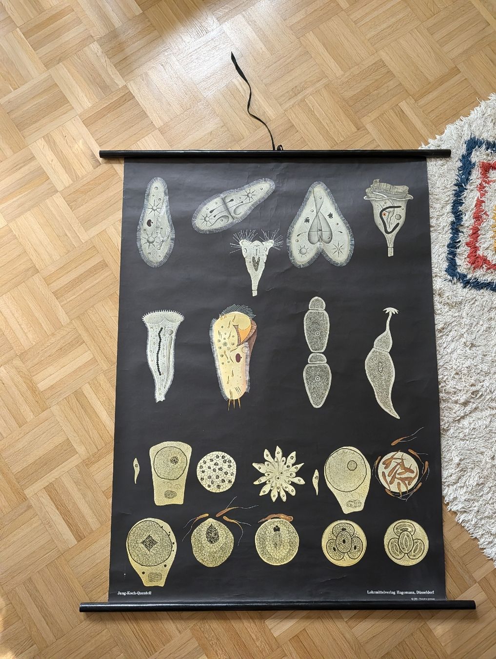 Tele & Cornici: Tafel Wimperntierchen – Usato da Basel venduto da lis_xs7z