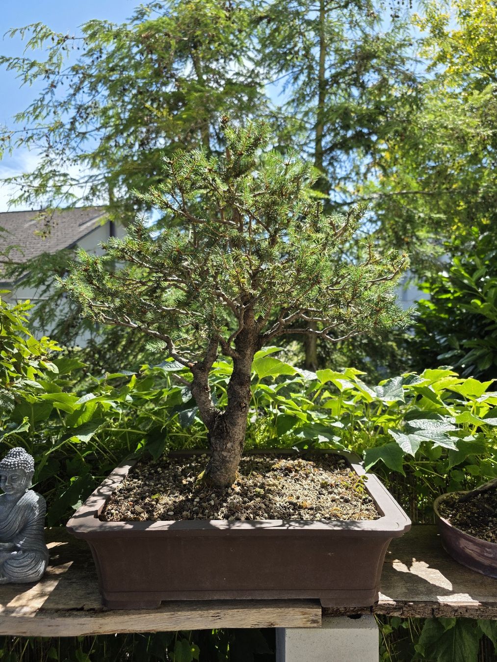 bonsai aachen Gruss an Aachen Rose Seedlings Flower Seeds Perennial Growing Bonsai Corms  Tubers Potted Planting Reblooming Fragrant Garden Roots Rhizomes Species  Blooms Plant Bulbs Gardening Tree main image 0