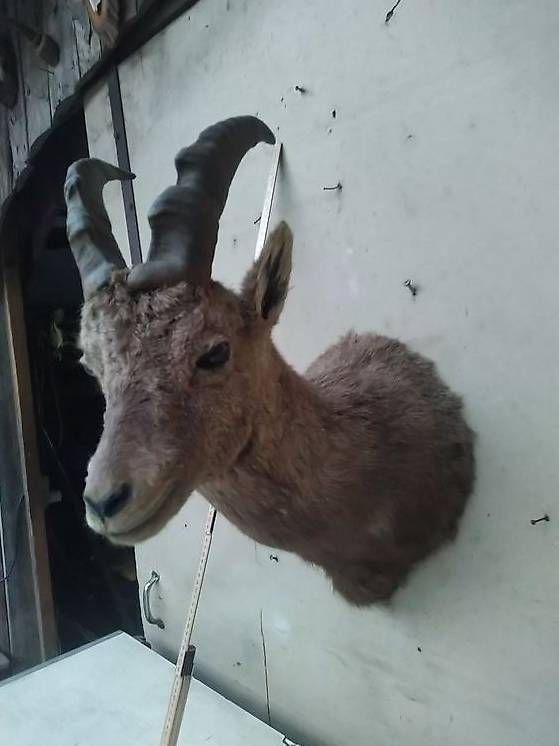 Il mondo degli animali: Steinbock – Usato da Eiken venduto da Padu80 1