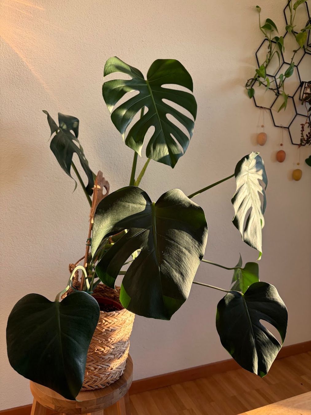 Pflanzen & Samen: Monstera Deliciosa – Gebraucht aus Baar von annasorbian 4