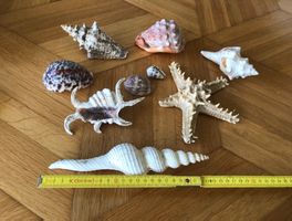 Muschel Muscheln Meeresschnecken Muschlhorn Muschelschalen