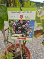 Rosenset – Rosa Pierre de Ronsard & Rosa Gambling Pierre