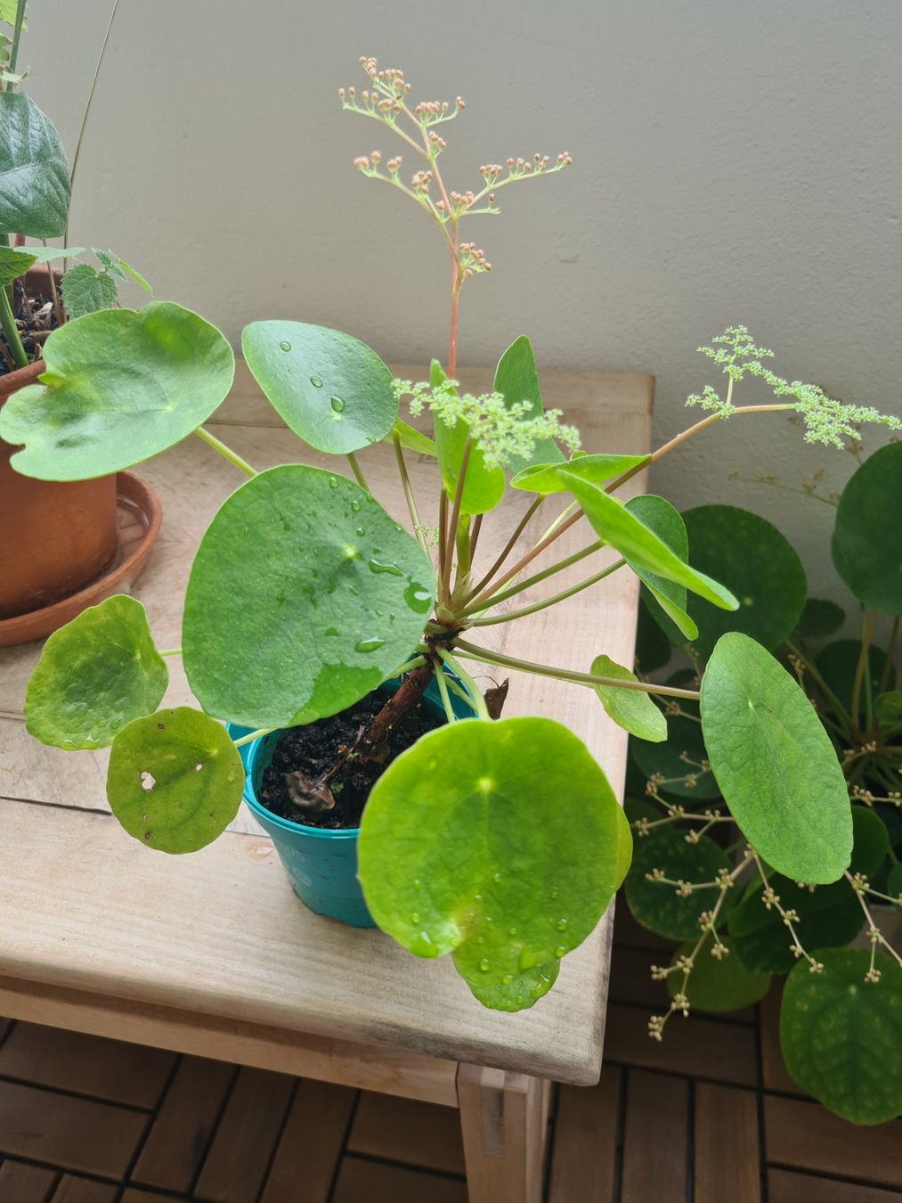 Piante & sementi: Ufopflanze pilea – Usato da Reinach BL venduto da andreas_mueller 1