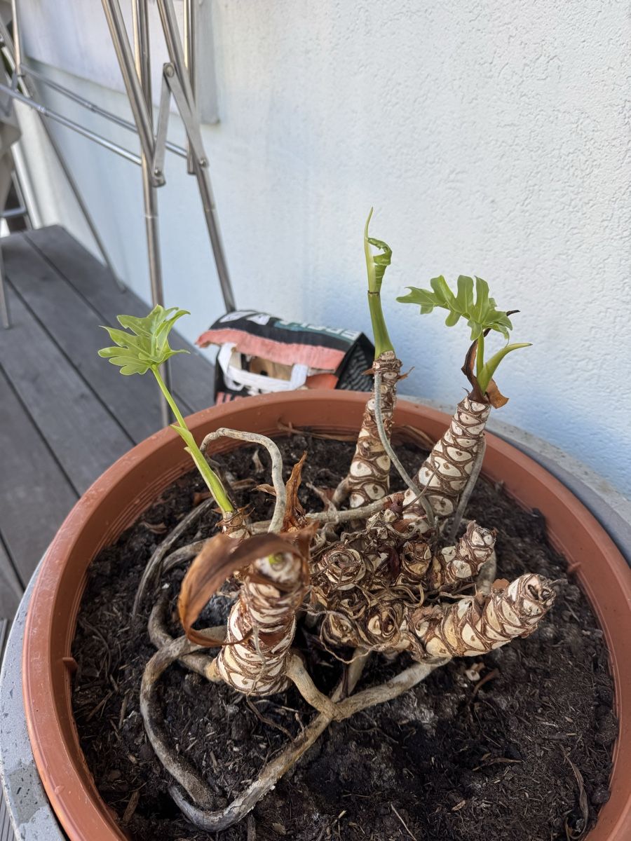 Piante & sementi: Wunderschöne Philodendron Xanadu mit übertopf – Usato da Zürich venduto da Porto_Cervo 1