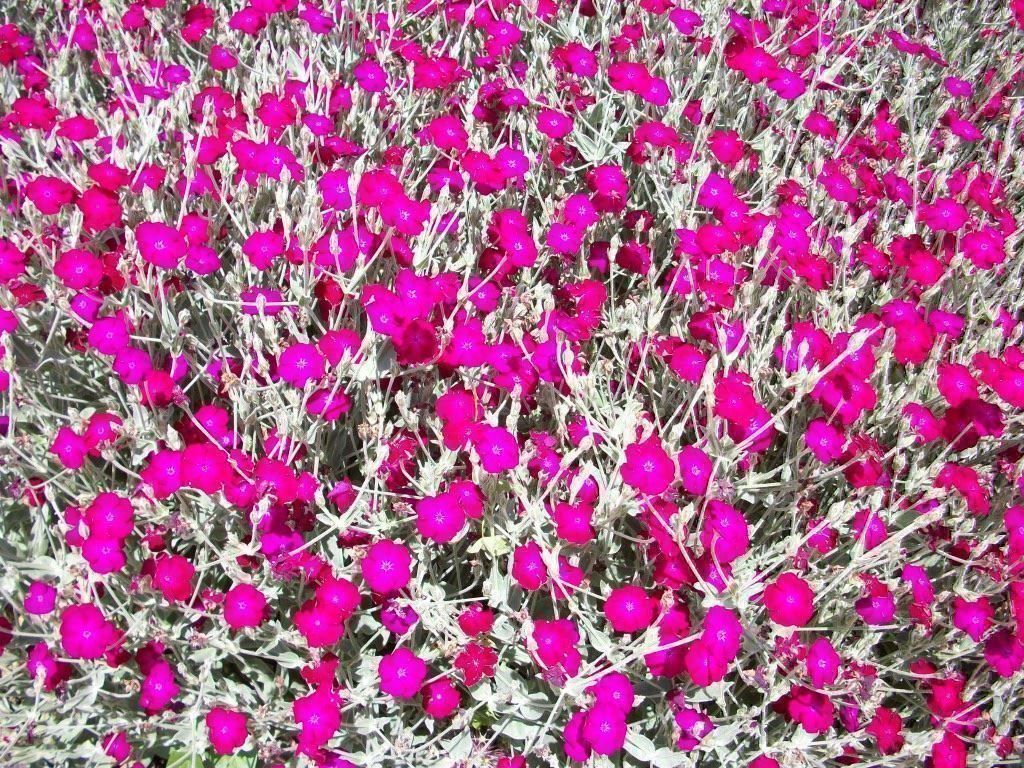 Piante & sementi: 500 Samen Lychnis Coronaria Vexiernelke – Nuovo (secondo la descrizione) da Ehrendingen venduto da VerveinaSamen 1