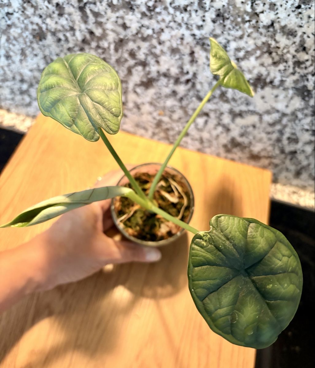 Pflanzen & Samen: Alocasia 3 Stück – Neu (gemäss Beschreibung) aus Kaiseraugst von dka_b97z 1