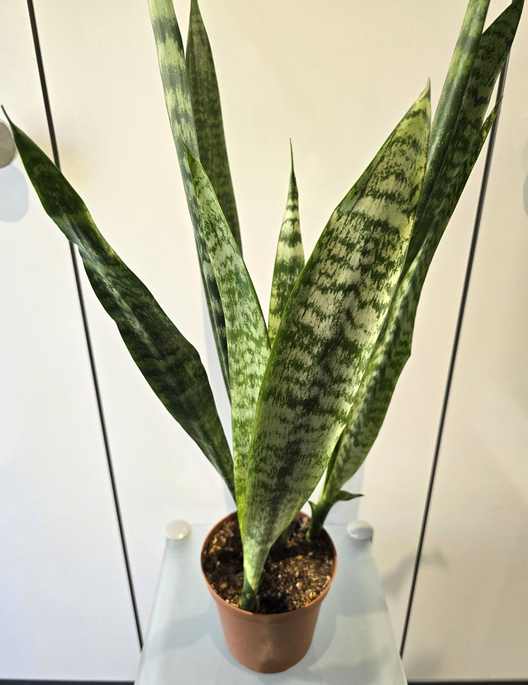 Piante & sementi: Pflanze Sansevieria / Bogenhanf 82 cm – Usato da Oetwil an der Limmat venduto da dhantal 7