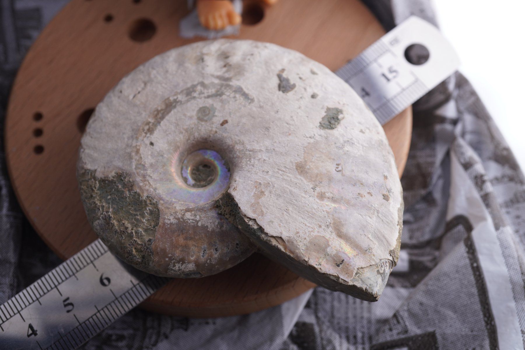 Mineralien & Heilsteine: Ammonit  Opalisiert   Wunderschön  ca  75mm – Neu und originalverpackt aus Eschenbach SG von topstone 8