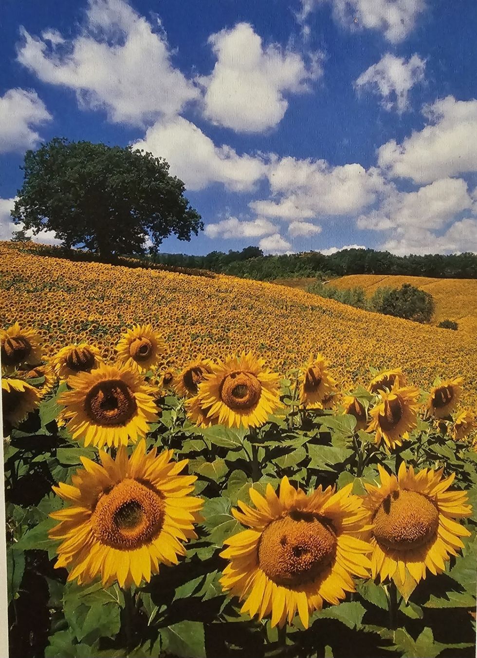 Ravensburger Puzzle: Flokati Puzzle "Sonnenblumenfeld" 1000 Teile – Usato da Bütschwil venduto da Taranabo 1