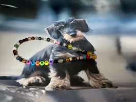 Hundehalskette mit Ihrem Wunschname