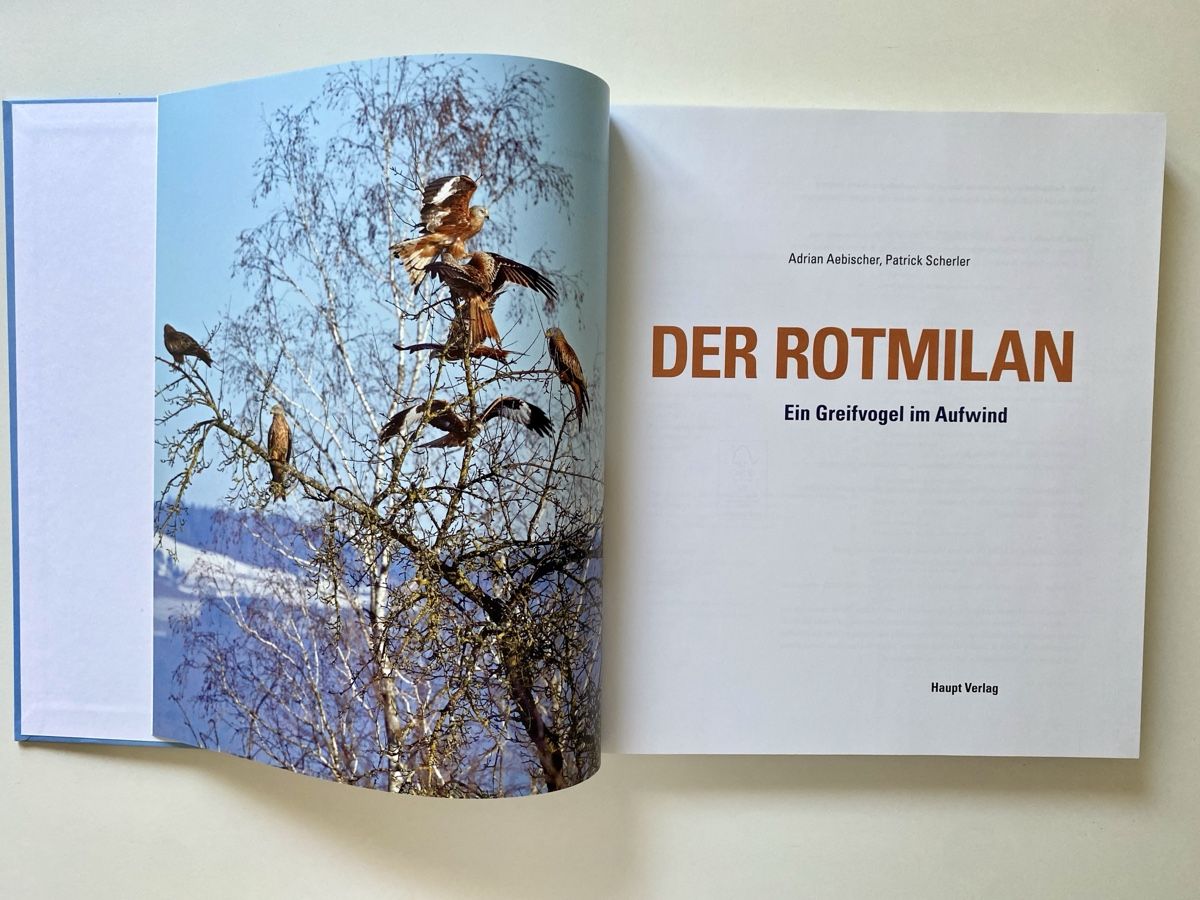 Libri: Der Rotmilan - Ein Greifvogel im Aufwind – Nuovo (secondo la descrizione) da Pfäffikon ZH venduto da arbos61 5