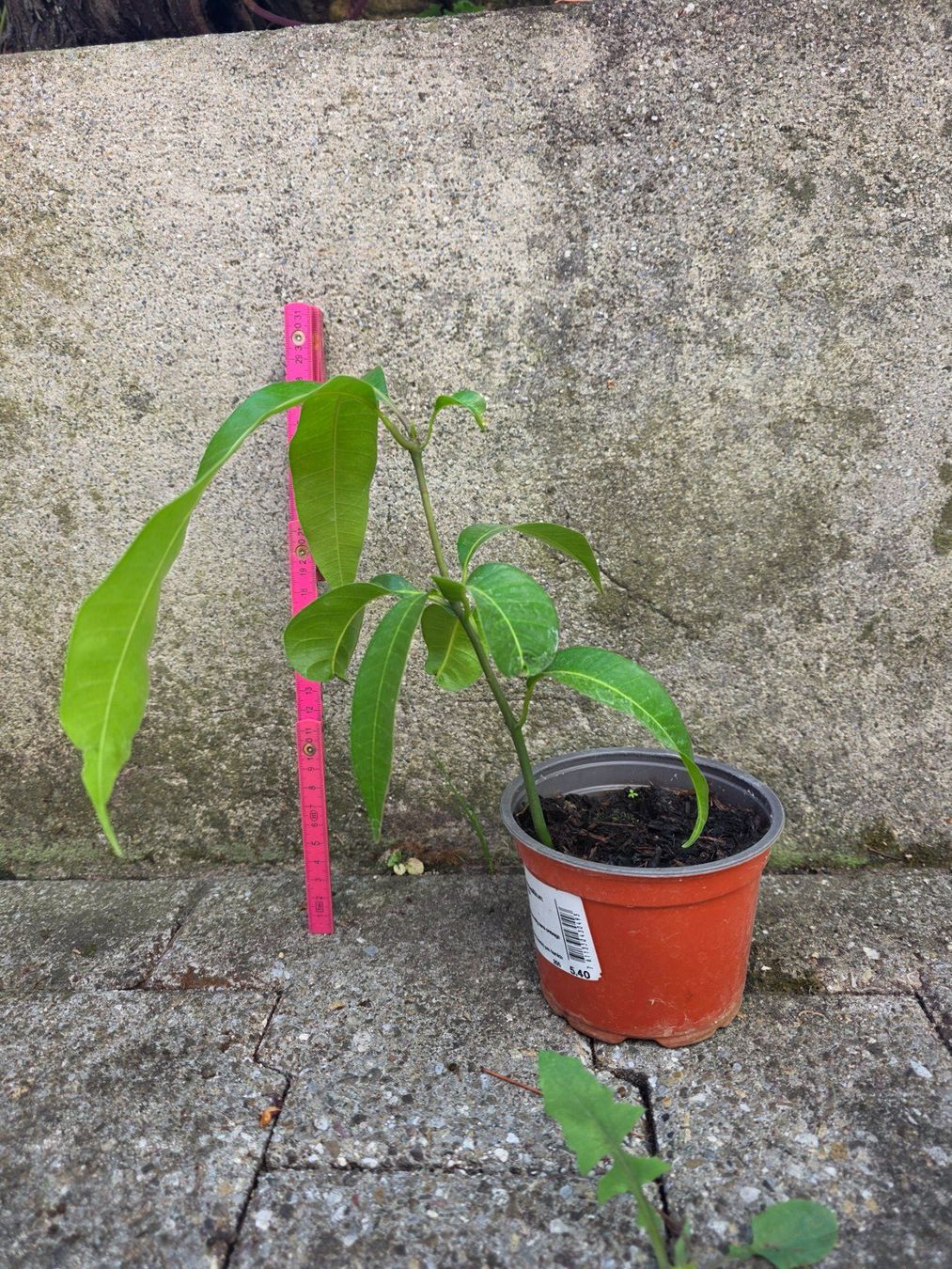 Pflanzen & Samen: Mango Baum Sämling – Neu (gemäss Beschreibung) aus Thalheim von silvara01