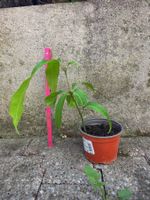 Mango Baum Sämling