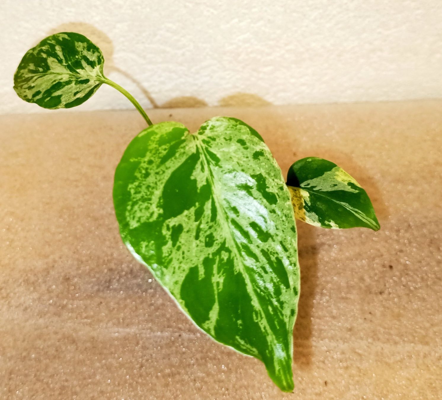 Piante & sementi: Monstera Bulbasaur – Nuovo (secondo la descrizione) da schöftland venduto da UniquePlants