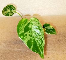 Monstera Bulbasaur