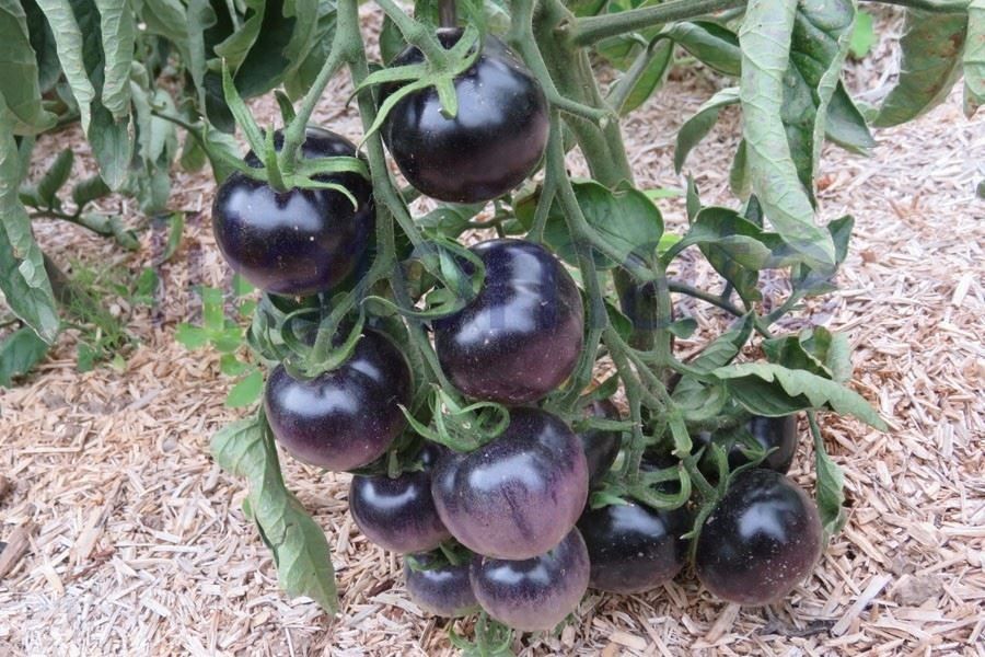 Piante & sementi: TOMATE BLEU OSU ! 15g – Nuovo (secondo la descrizione) da Bremblens venduto da FIBONACCI369
