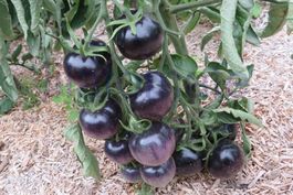 TOMATE BLEU OSU ! 15g