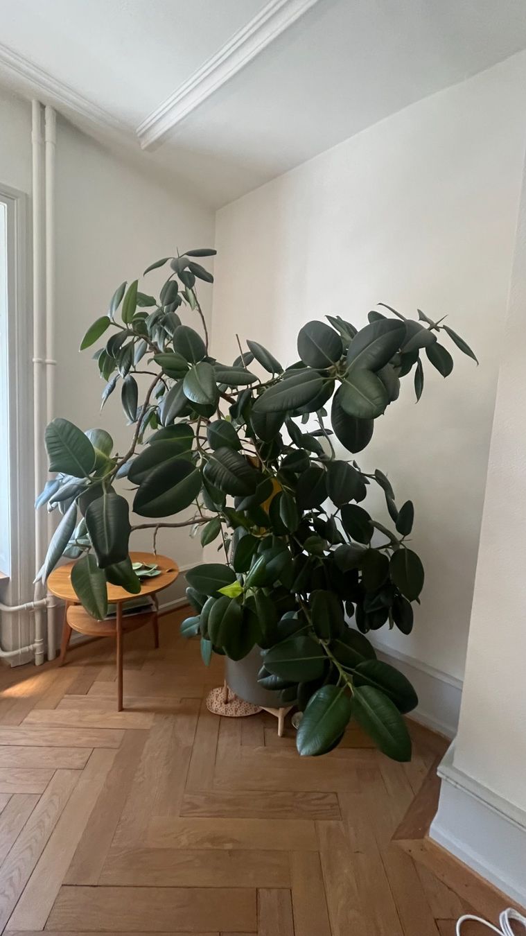 Plantes & graines: Gummibaum – D'occasion à Basel par tiktak09 3