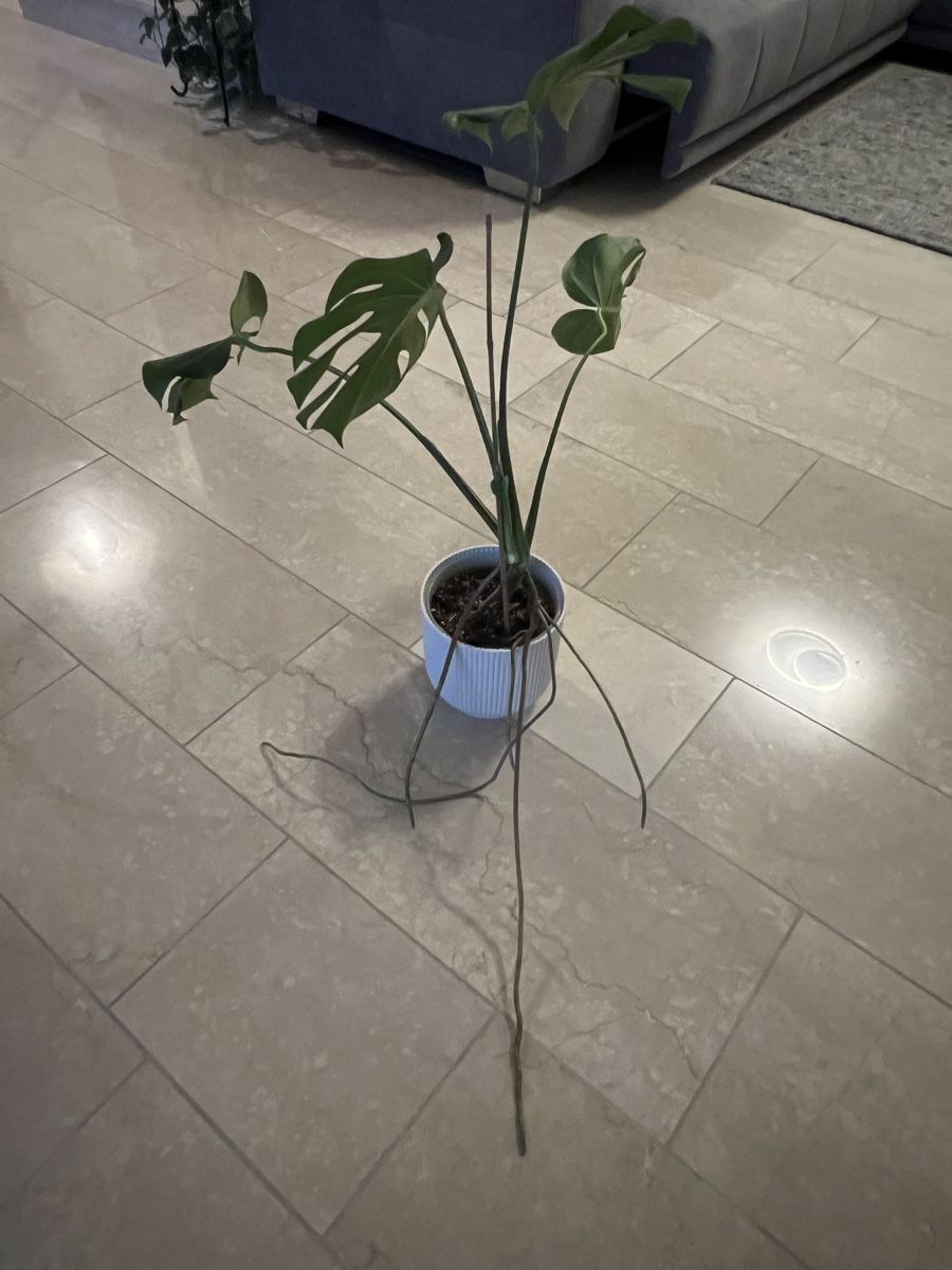 Piante & sementi: Monstera Deliciosa – Usato da Reinach AG venduto da Manuel63637 1