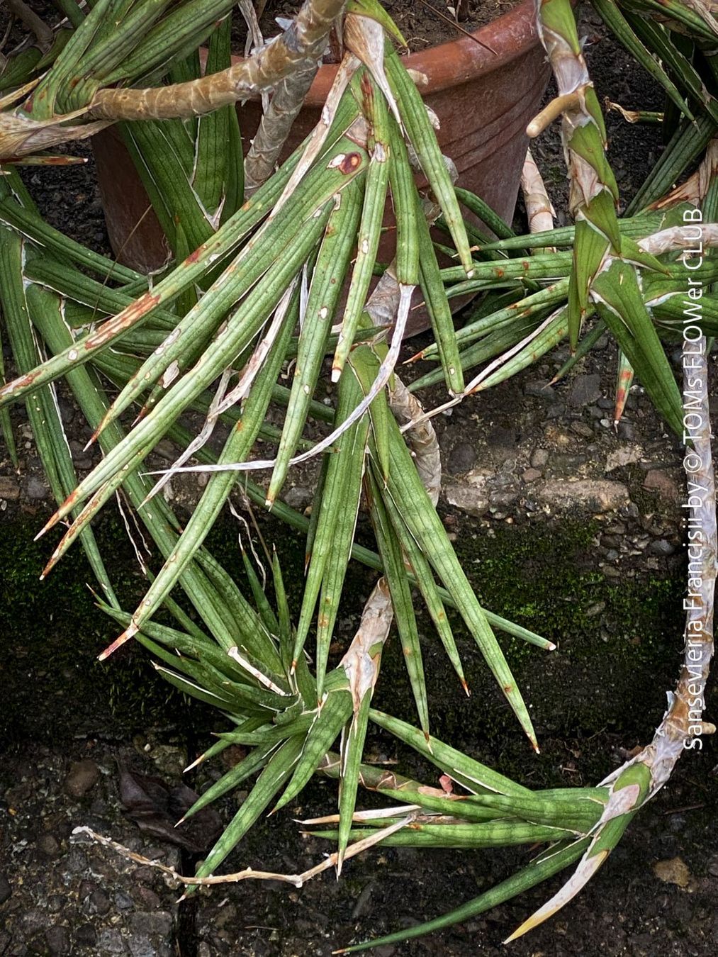 Pflanzen & Samen: Sansevieria Francisii - einzigartig schön - oder? – Neu und originalverpackt aus Adliswil von astom369 2