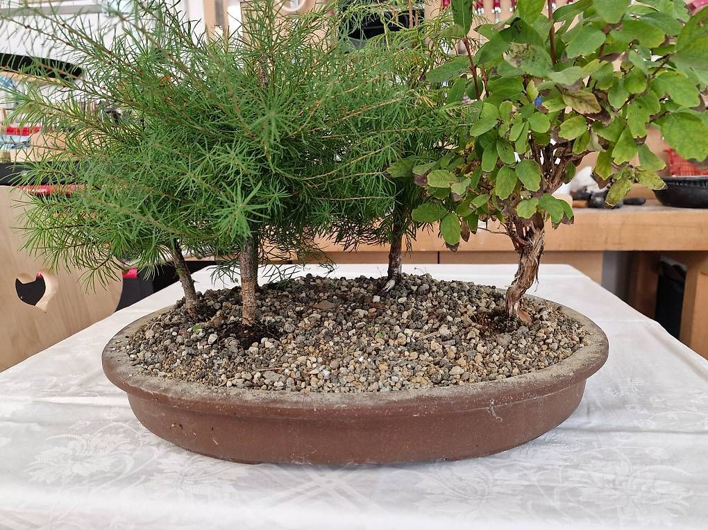 Pflanzen & Samen: Bonsai-Wald – Gebraucht aus Oberuzwil von Drechselfaesi