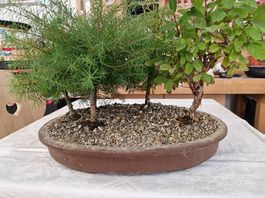 Bonsai-Wald