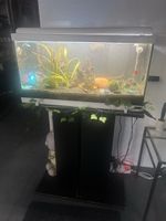 Aquarium 60 Liter mit Unterschrank inkl.Zubehör & Inhalt