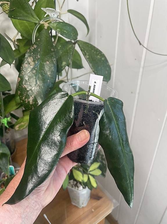 Piante & sementi: Hoya kaimuki – Usato da Schönholzerswilen venduto da Leavylounge