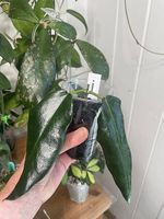 Hoya kaimuki