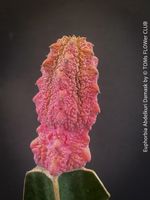 Euphorbia Abdelkuri Damask - einzigartige Rarität für Dich