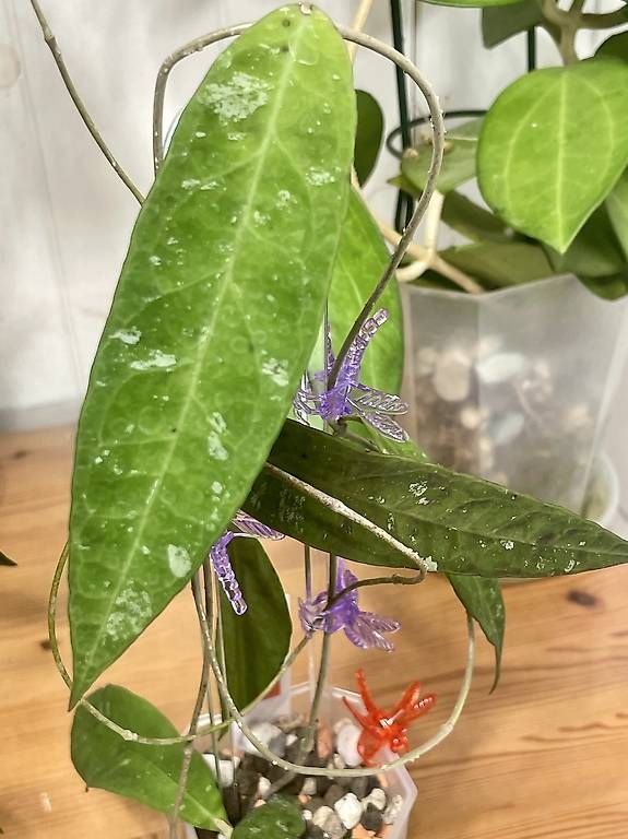 Piante & sementi: Hoya kaikoeana – Usato da Schönholzerswilen venduto da Leavylounge 1