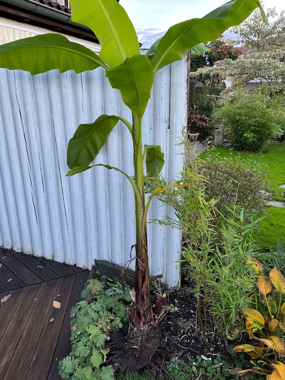 Bananen Baum Kaufen auf Ricardo