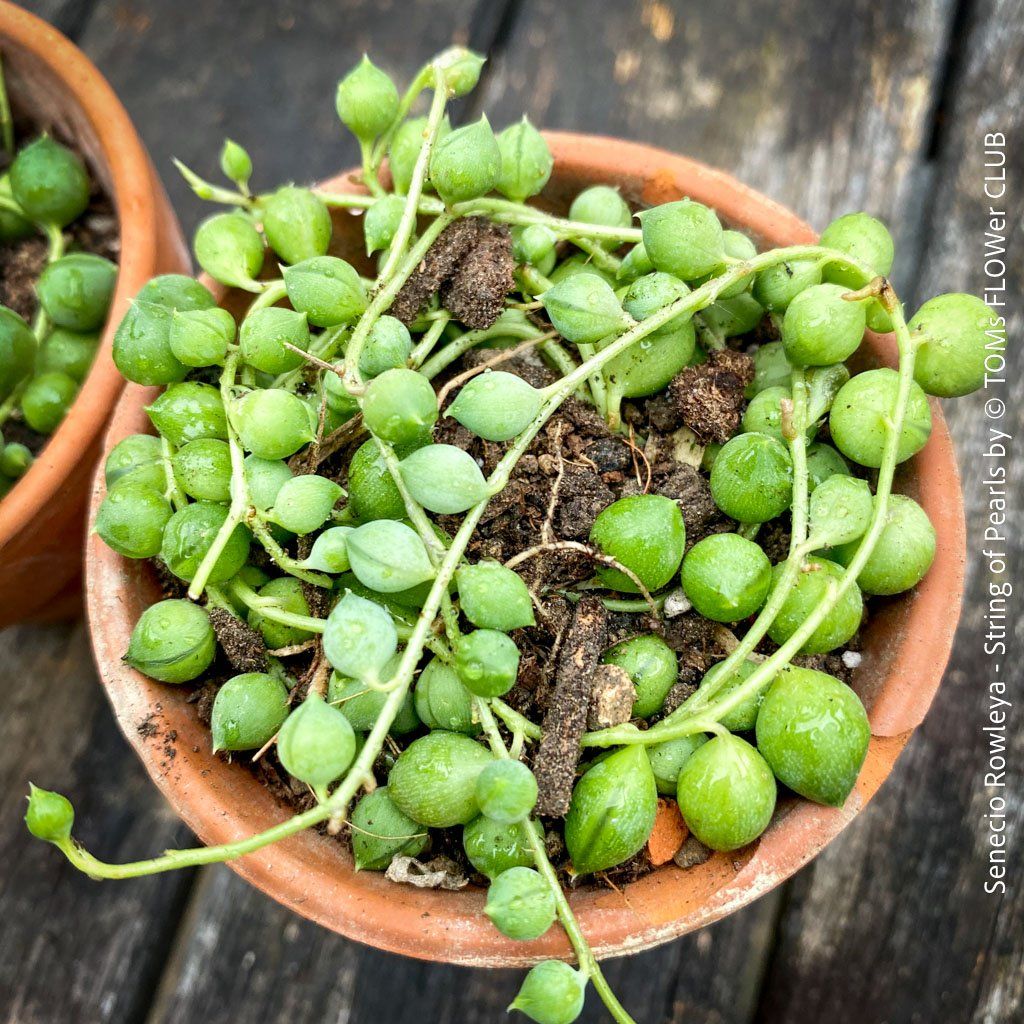 Piante & sementi: Senecio Rowleyanus - Perlenkette für Dich... – Nuovo e nell'imballaggio originale da Adliswil venduto da astom369 7