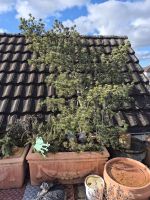 10) WINTERHART - KIEFER für Garten, Balkon oder Terrasse
