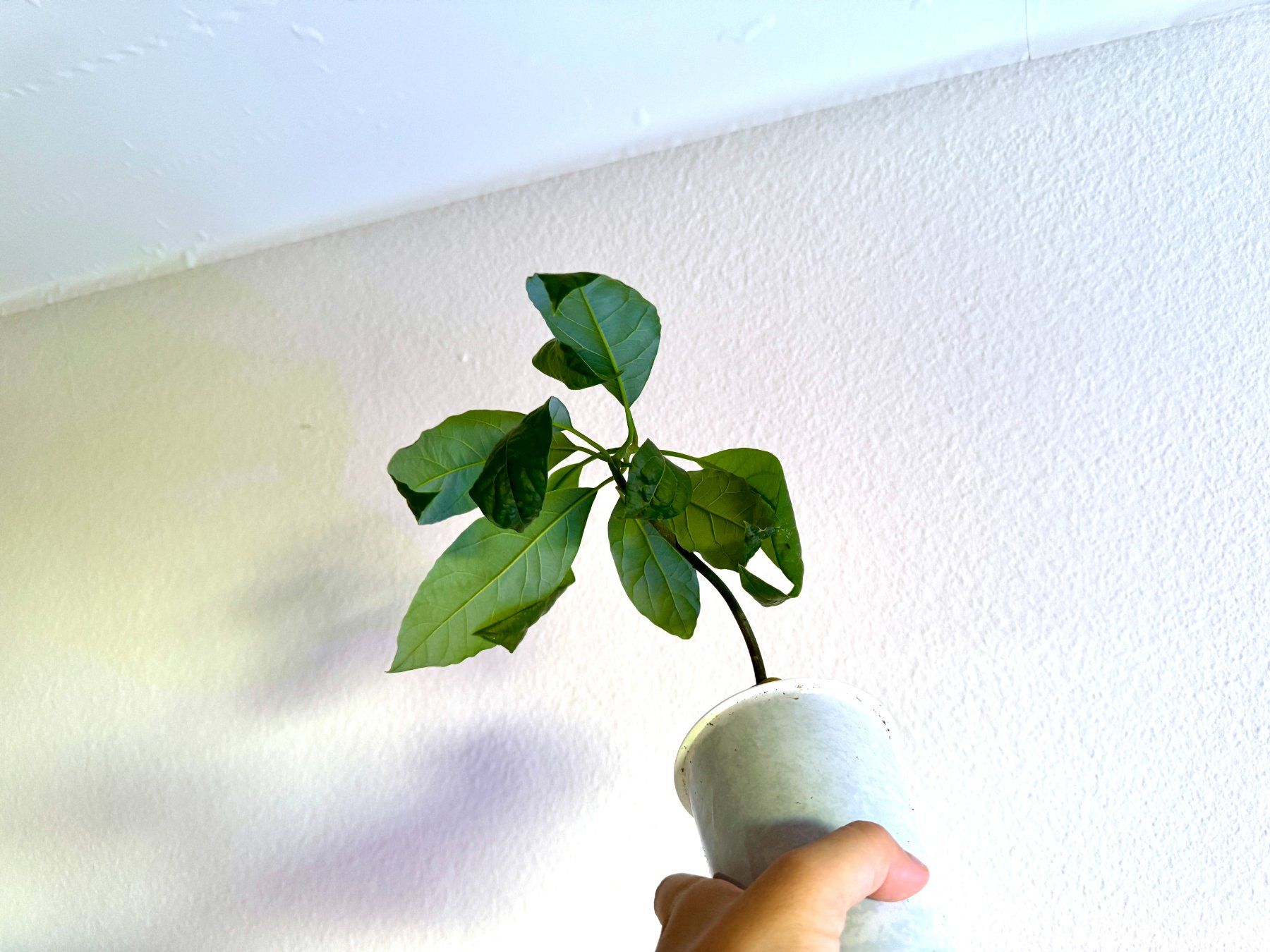 Pflanzen & Samen: Avocado Bonsai Baum (tilted trunk) – Gebraucht aus Schlieren von Edgar_k 4