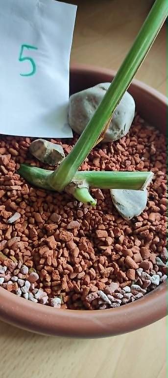 Piante & sementi: Monstera Deliciosa Albo Variegata – Nuovo (secondo la descrizione) da Ebnat-Kappel venduto da Zearara 2