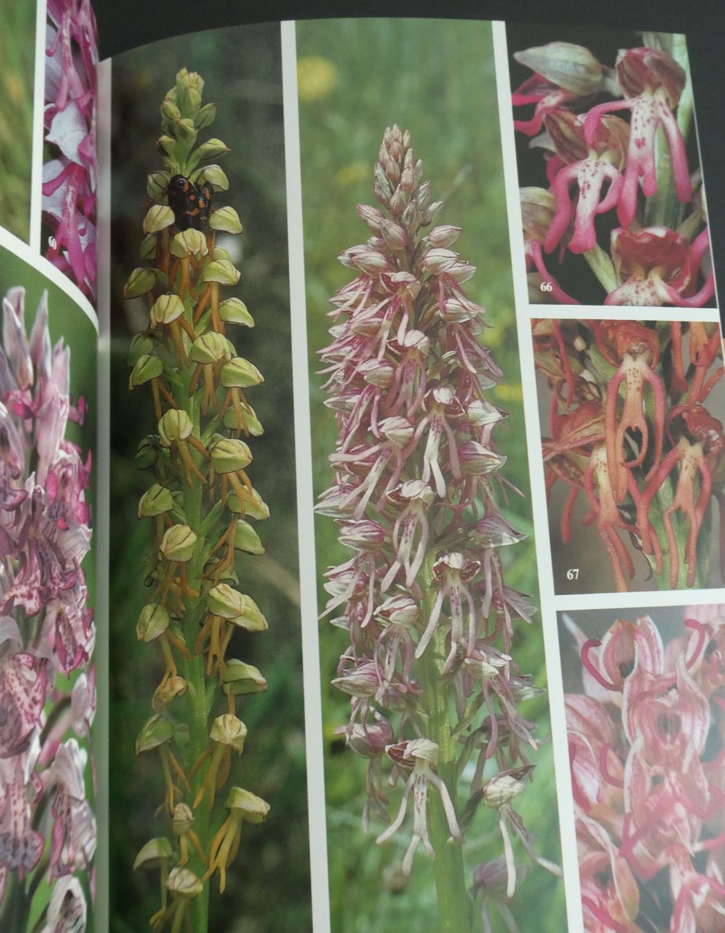 Libri: Die Orchideen der Schweiz, E. + O. Danesch, Geschenkidee/NEU – Nuovo e nell'imballaggio originale da Oberentfelden venduto da Rosenresli.02 8