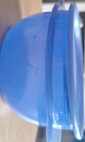 Praktische blaue Frischhaltedose.