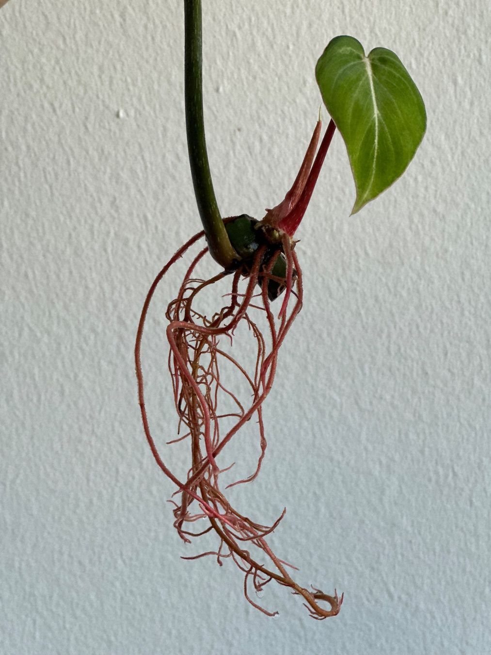 Piante & sementi: Philodendron Gloriosum Steckling - gut bewurzelt #2 – Usato da Zürich venduto da ong8 1