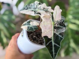 Alocasia Polly Pink
