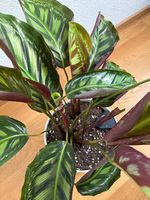 Calathea Roseopicta inkl. Hydrokultur Topf