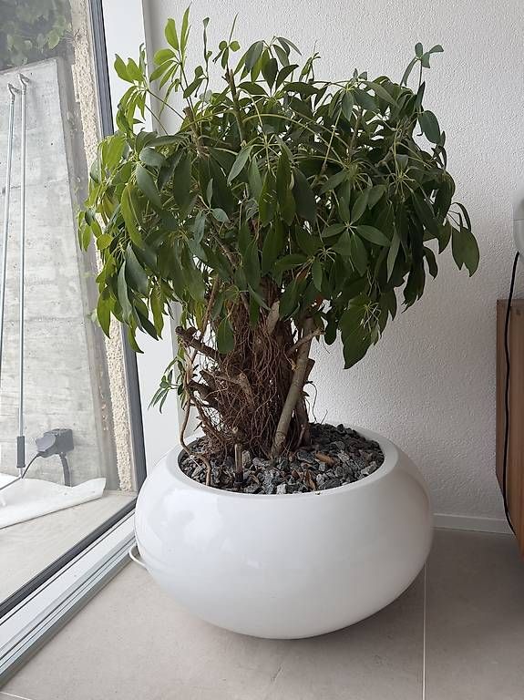Piante & sementi: Schefflera 120 cm inkl. Design-Topf  – Usato da Meilen venduto da Rmank01