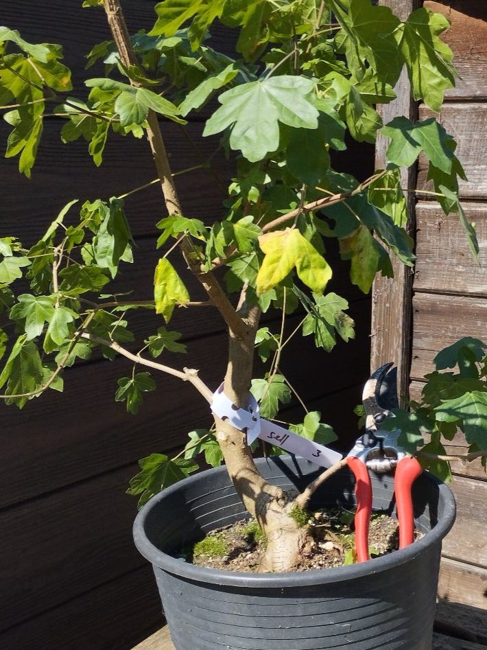 Piante & sementi: Bonsai Rohling Feldahorn – Usato da Oberwil BL venduto da suaku